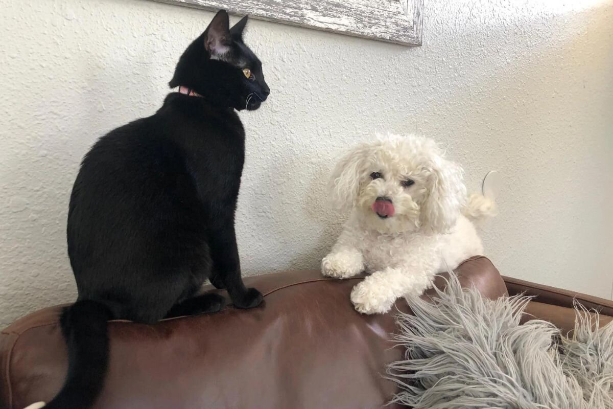 Бишон с котом. Фото: https://www.reddit.com/r/bichonfrise/comments/g2peu3/a_bichon_blep_and_mazy_the_cat/