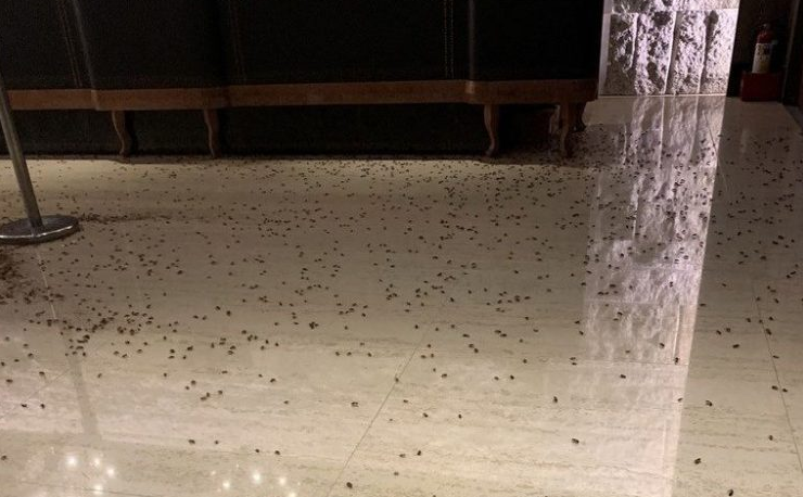 ТАРАКАНЫ -  ВПЕРЕД