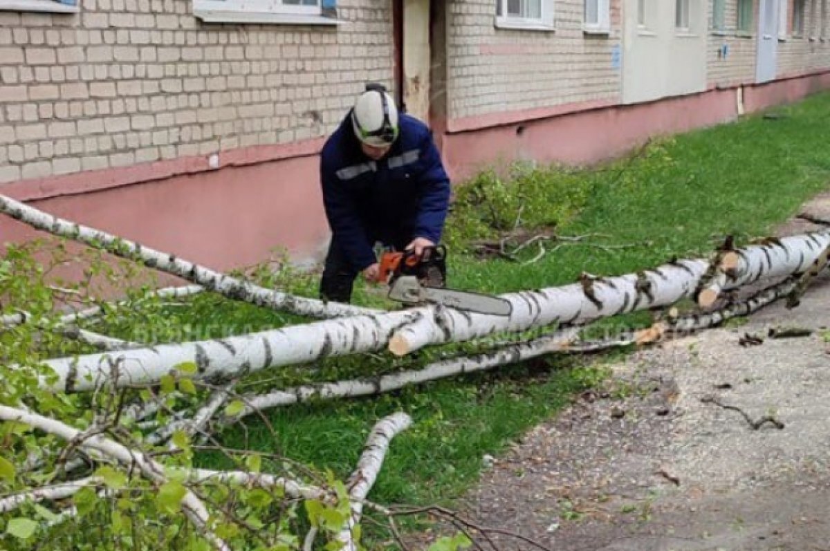    В Брянске ветер повалил деревья, порвал провода и повредил автомобиль