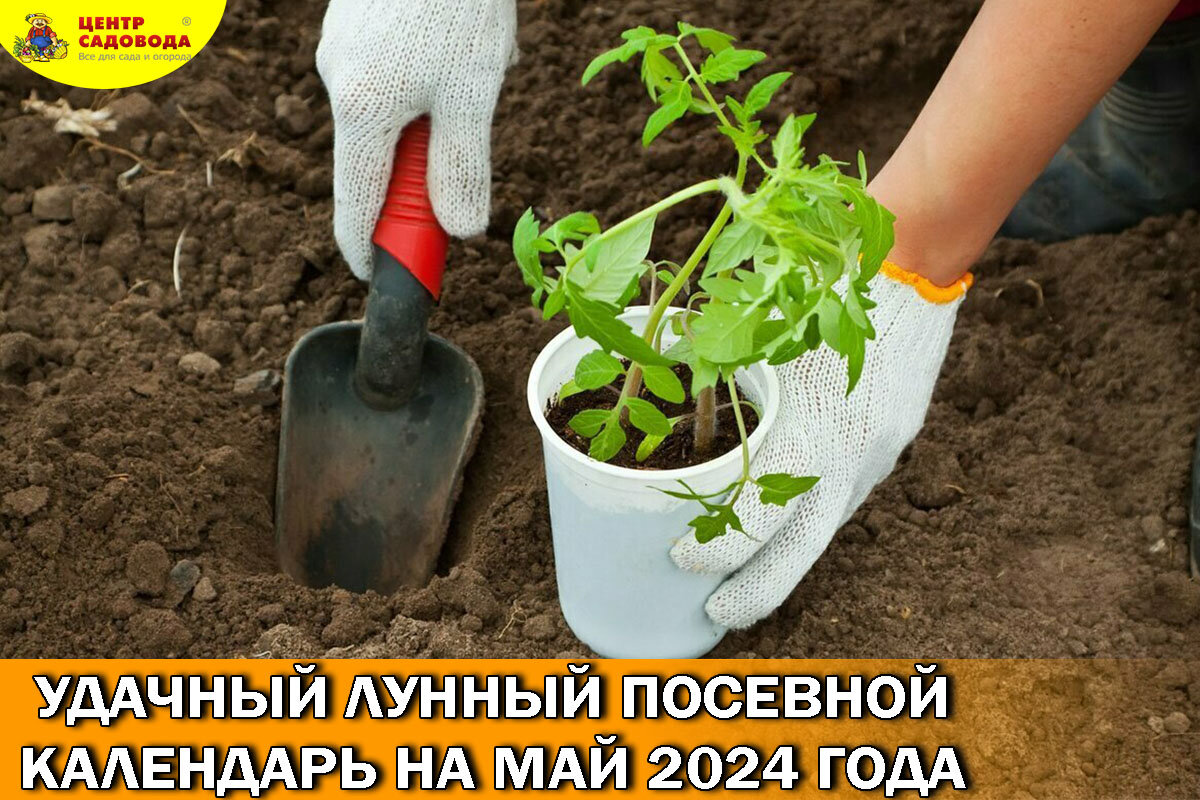 Удачный лунный посевной календарь на май 2024 года | Центр Садовода  Оренбург | Дзен