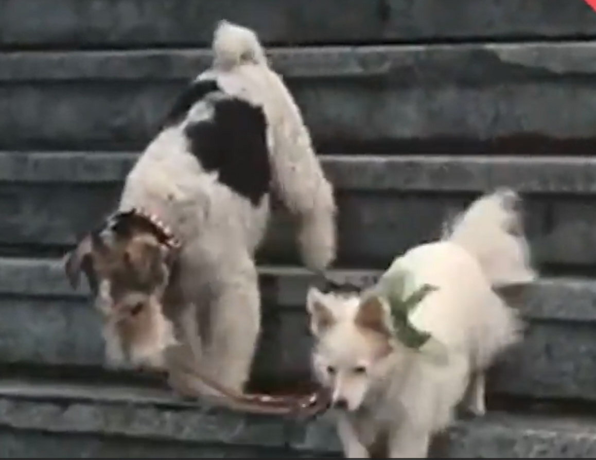 Фокс исполняющий трюки