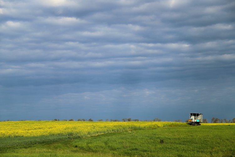    В Краснодарском крае в 2024 год площадь рапса увеличили до более чем 73 тысяч га