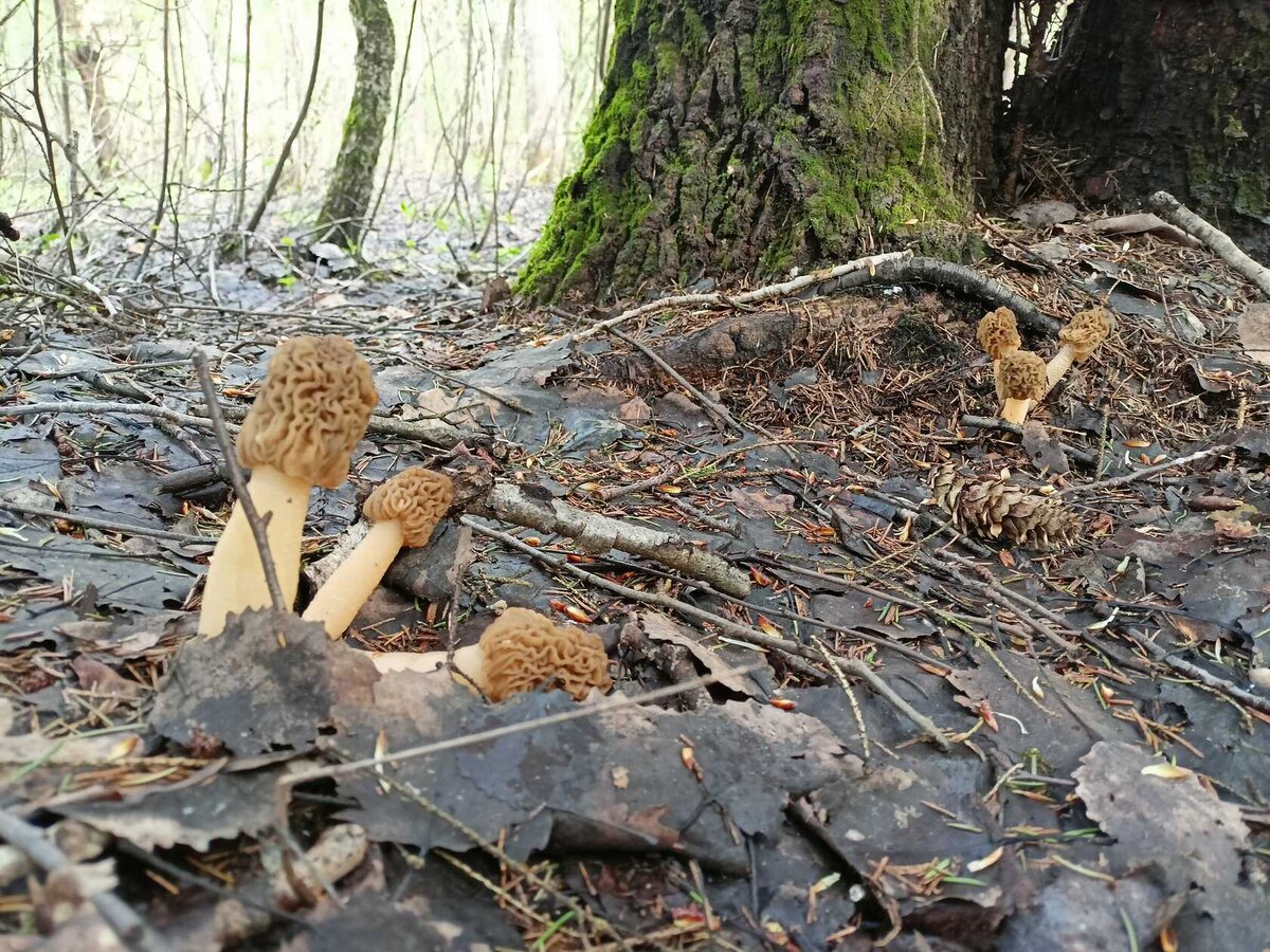 Вот так им и полагается расти (фото Бирюка)