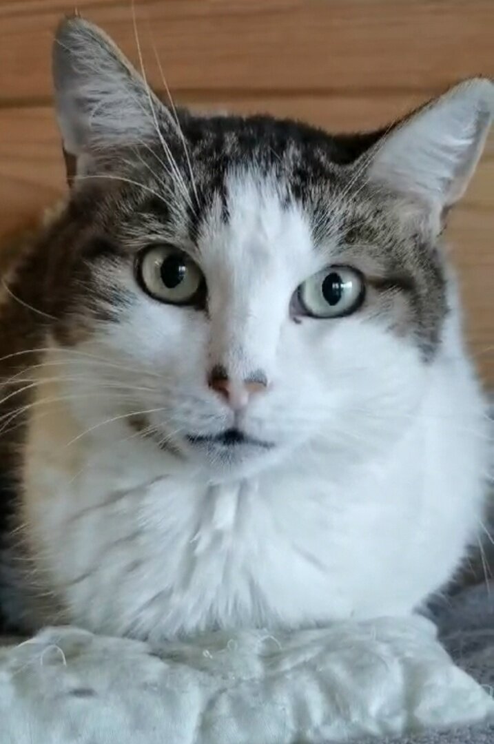 Василиса-Матрёна