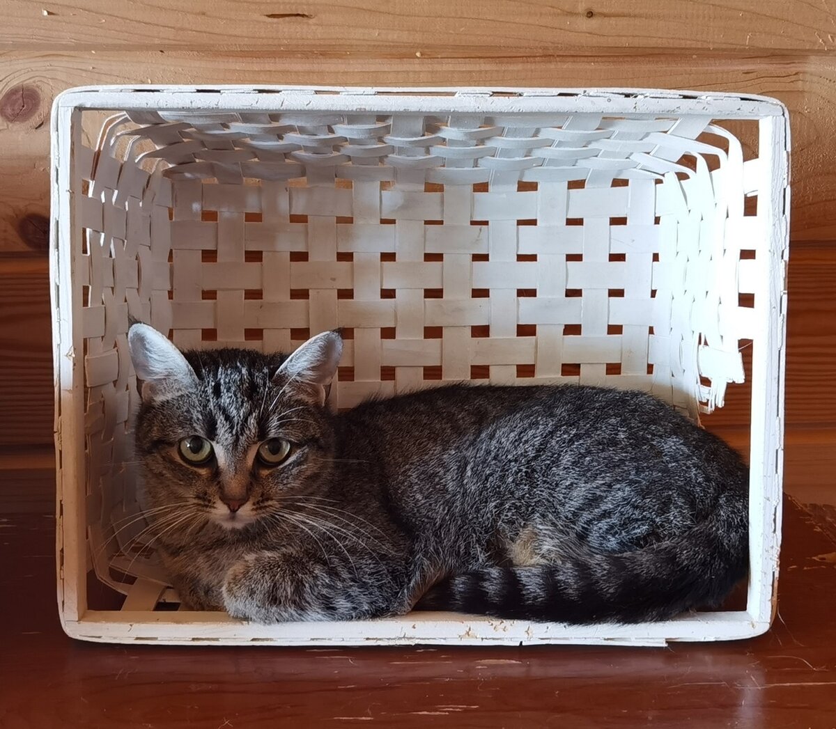 Новая Василиса