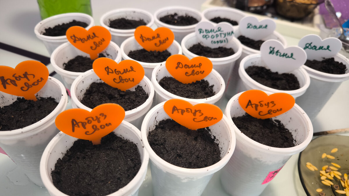 Семена в стаканчиках