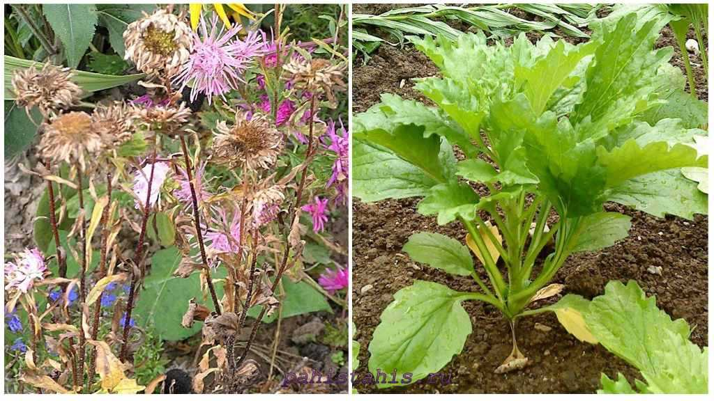 Болезни астры однолетней и борьба. Вредители астры и борьба с ними. Фузариозное увядание астры. Грибковое заболевание астр. Болезни астр фото.