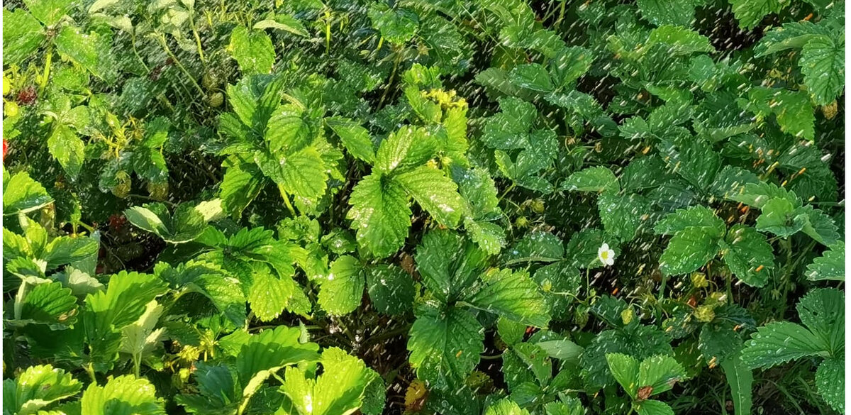 Как подкормить клубнику весной, чтобы повысить её урожайность, и одновременно, защитить от возможных вредителей в саду?