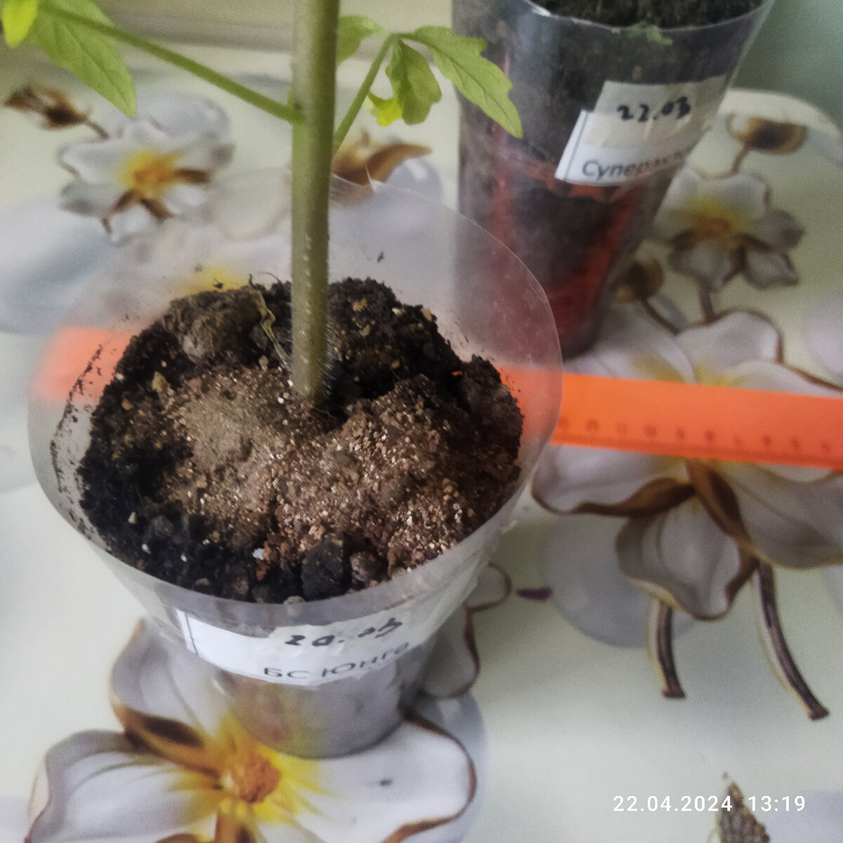 Воздушные корни