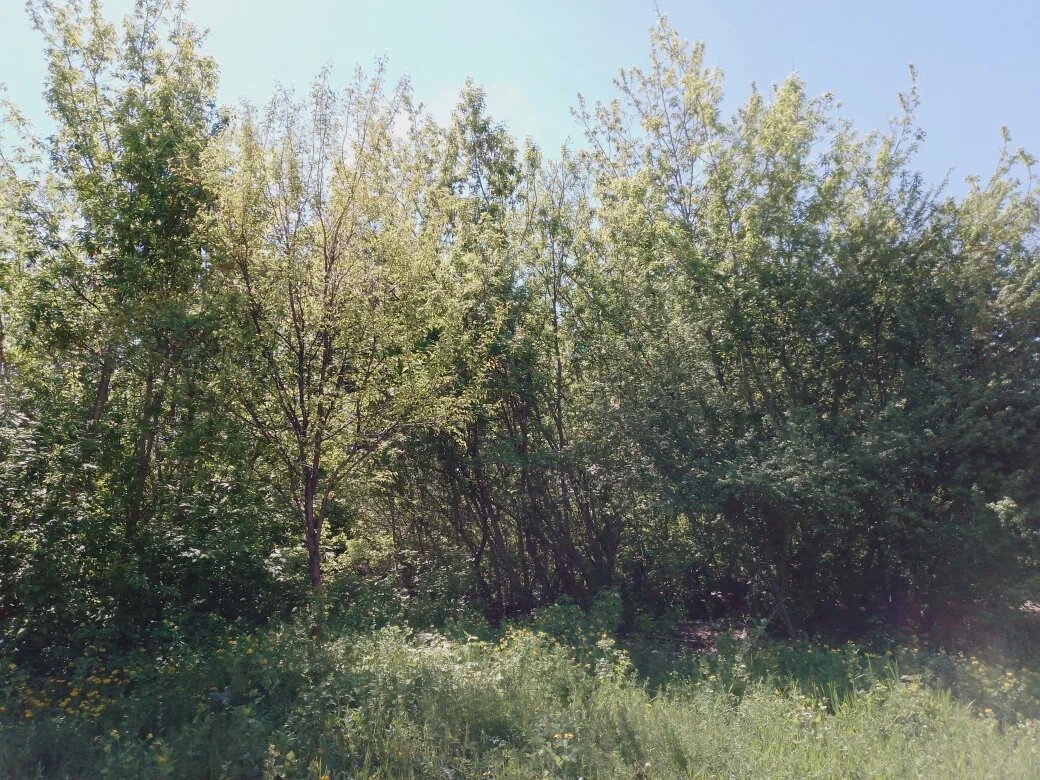 Солнце  ветерок и одуванчики.