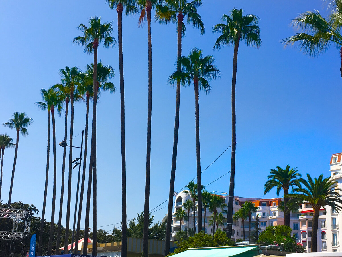 Каннские пальмы