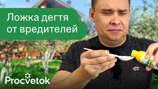 Tải video: Адская смесь от вредителей! Березовый деготь поможет избавиться от муравьев, тли, медведки и кротов