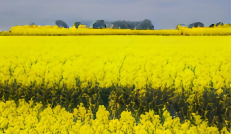    Оптические датчики для выслеживания рапсового цветоеда помогут для точной обработки инсектицидами