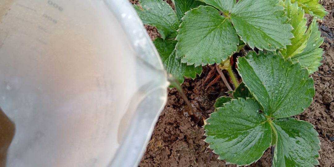 Поливаю клубнику в апреле только этим раствором. Ягода крупная и вкусная