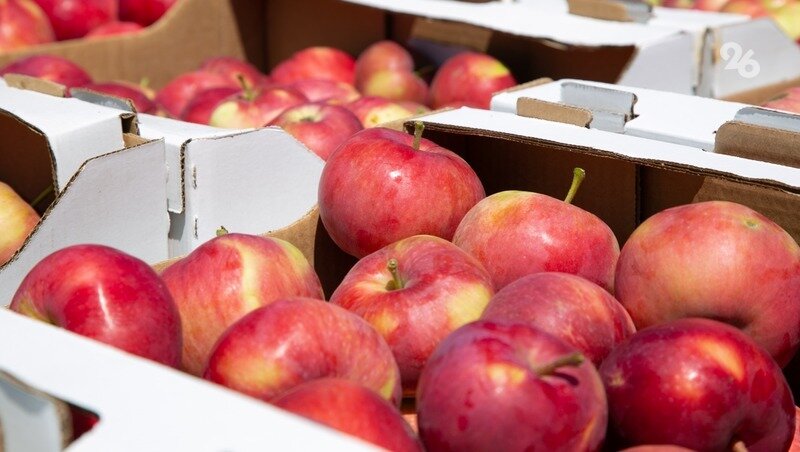      Фото: Валерия Алтухова / / ИА «Победа26»