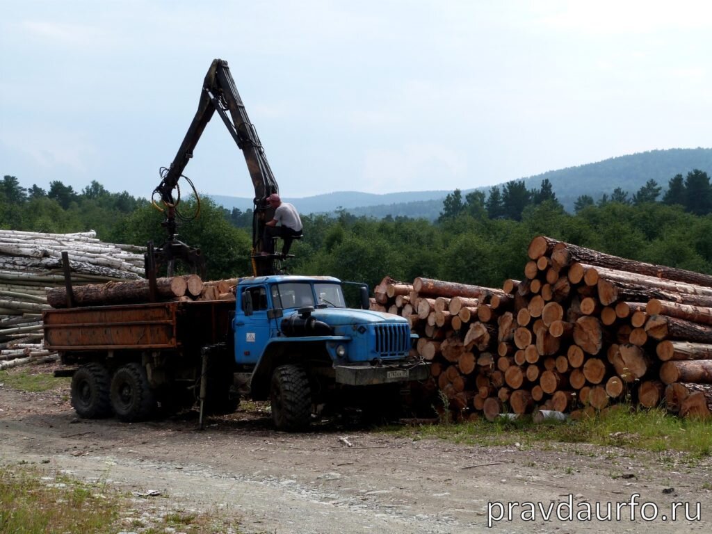 Прокуратура забирает у лесопромышленников 110 тысяч гектаров в Курганской  области | Правда УрФО | Дзен