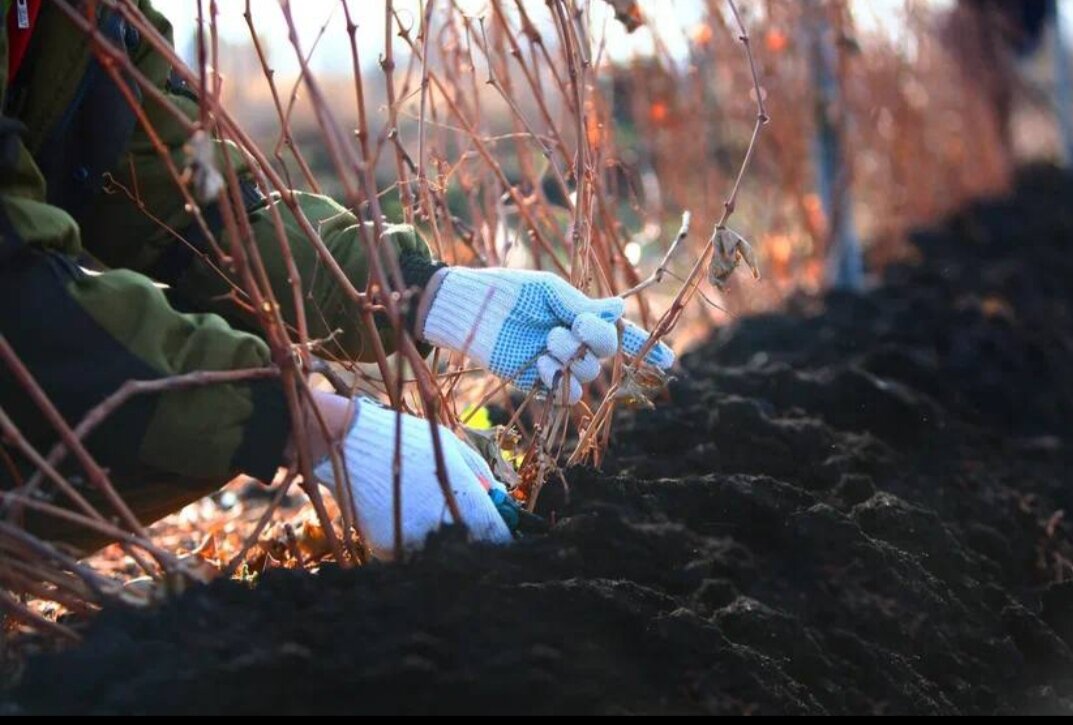 Фото из телеграм канала винодельни