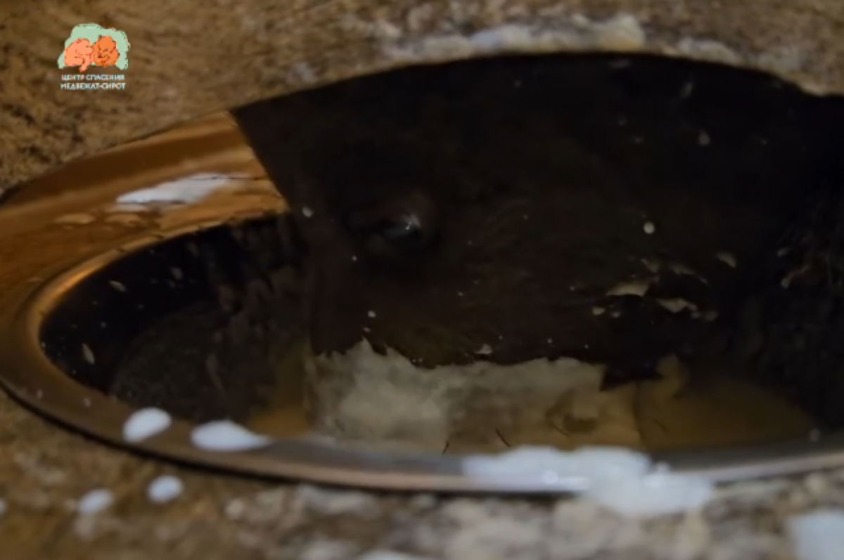    Зоологи из Тверской области сняли на видео, как обедают медвежата