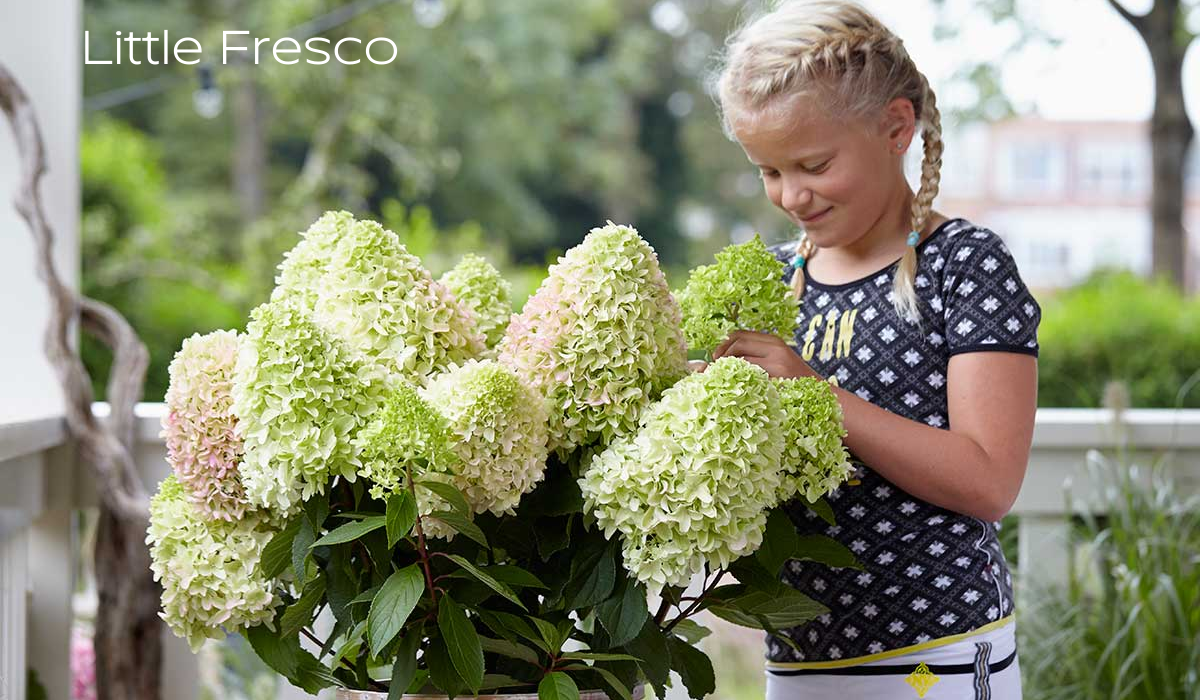 Гортензия little fresco описание и фото Компактный сорт прямиком в горшок DolinaRoz.ru Дзен