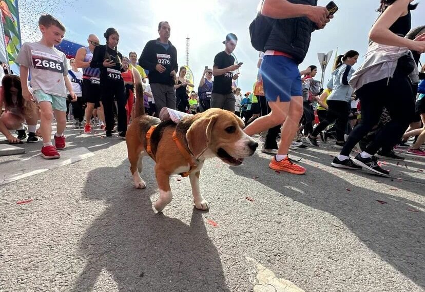    Бежали и четвероногие участники/сайт администрации Ростова-на-Дону