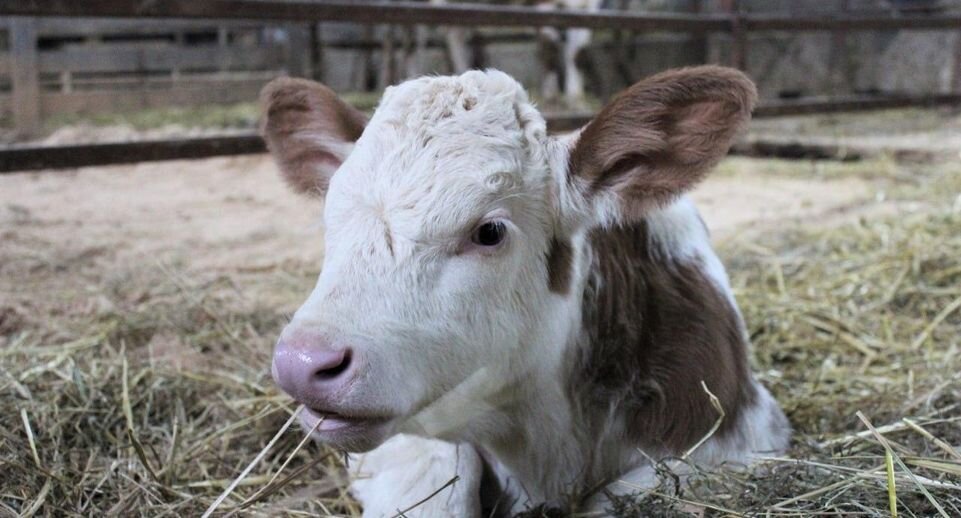    Пресс-служба Минсельхозпрод МО