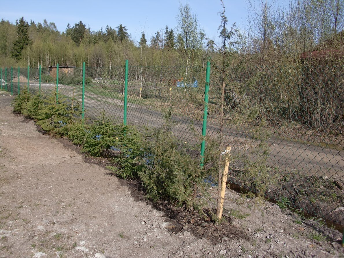 2011 еловая живая изгородь