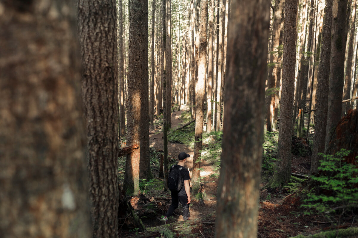 Summer hunters. A walk in the Woods