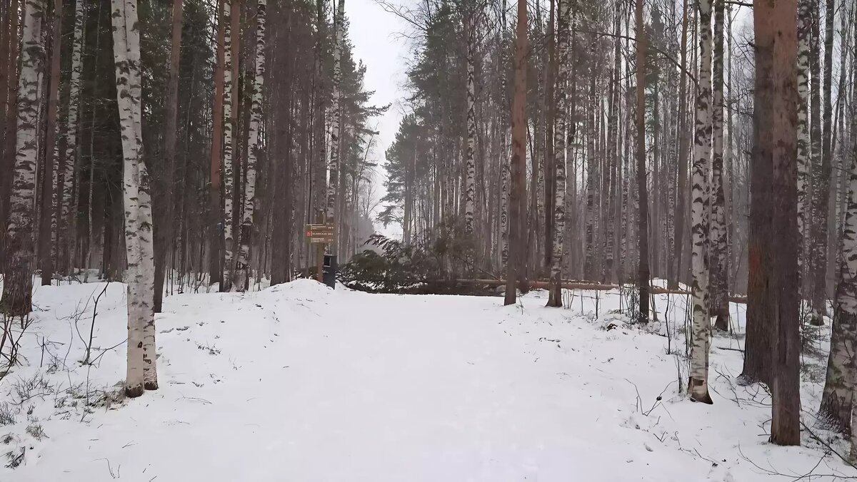 Подрядчик убрал дерево, которое упало посреди парка в Петрозаводске |  Новости Карелии | Karelinform.ru | Дзен