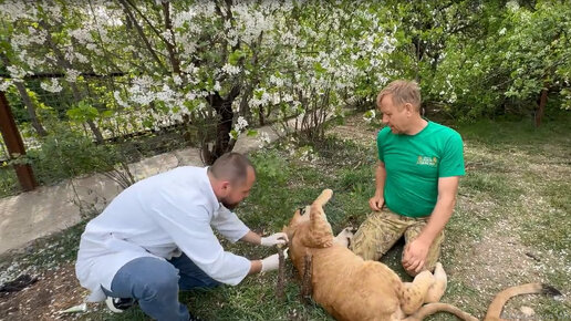 Доктор Василий обрабатывает львят от паразитов – блох и клещей