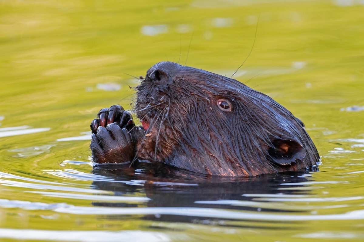    Фото: Ihor Hvozdetskyi / Shutterstock.com