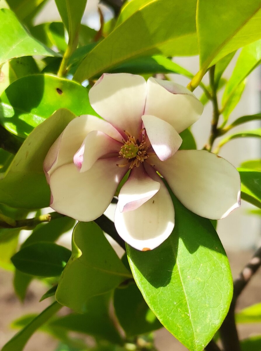 Цветение магнолии Fairy Blush