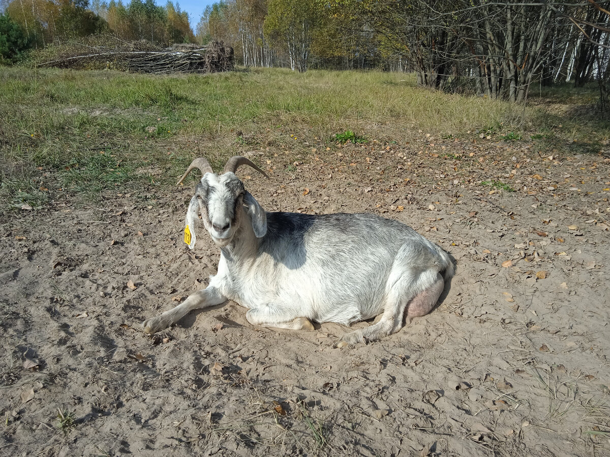 Коза в себе.