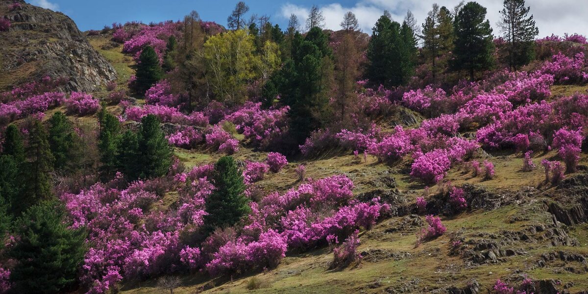 Изображение взято с сайта https://pro-dachnikov.com/landshaftnyj-dizajn/1007-rododendron-daurskij-v-landshaftnom-dizajne-40-foto.html