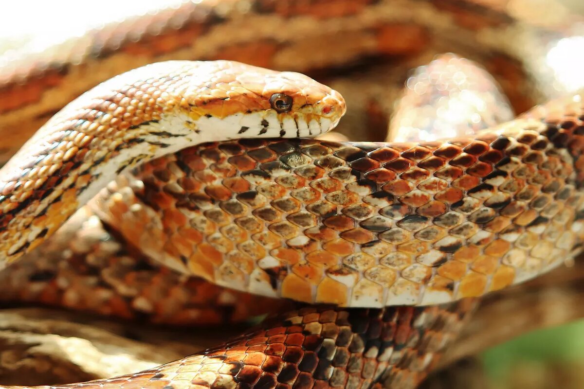 CC BY-SA 2.0 / Jan Tichý / Elaphe guttata