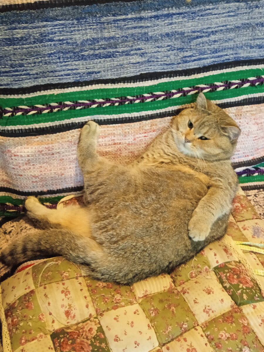 Таити, Таити)) нас и здесь неплохо кормят🐱
