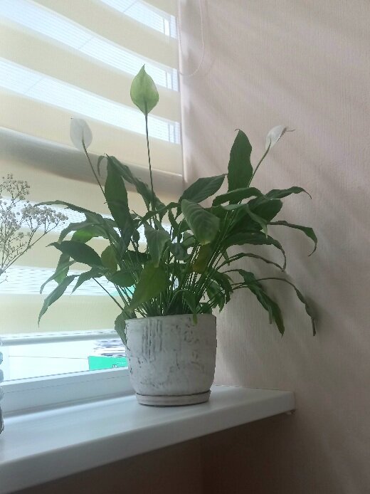 Рабочие виды