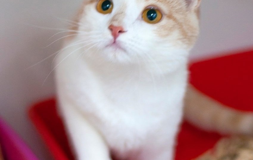❗ДОМА❗Маленькая Милли мечтает о большой любви! 😸💖