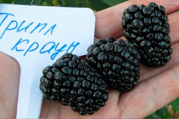 Подготовка кустов к холодам