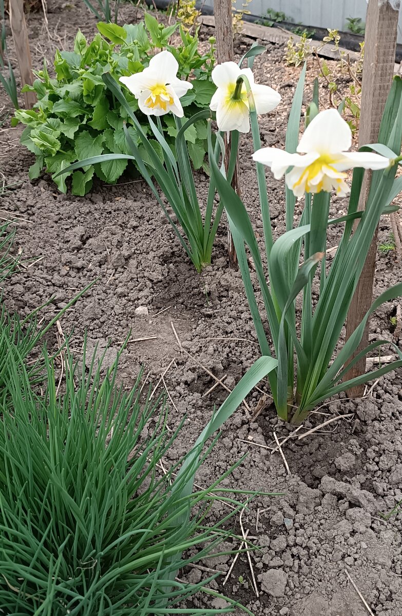 Мои нарциссы. Фото автора