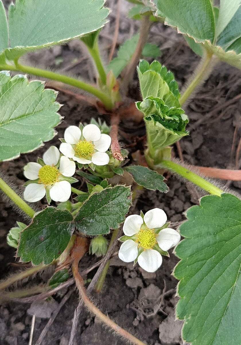 Первые цветочки на клубнике. Фото автора
