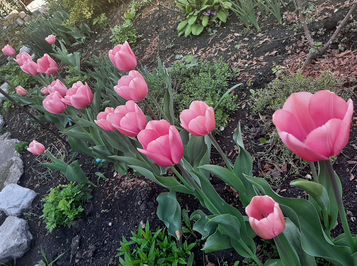 Биг Лов (Big Love)