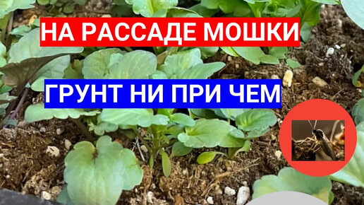 ПОЯВИЛИСЬ МОШКИ НА РАССАДЕ - ИЩЕМ ПРИЧИНЫ! КАК ИЗБАВИТЬСЯ ОТ КОМНАТНЫХ МОШЕК НАВСЕГДА