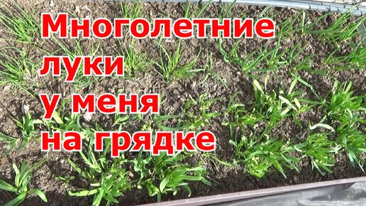 Какие многолетние луки выращиваю в огороде. Слизун, шнитт, многоярусный, батун и другие...