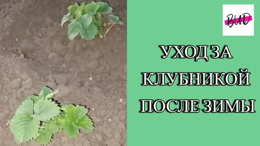 УХОД ЗА КЛУБНИКОЙ ПОСЛЕ ЗИМЫ.