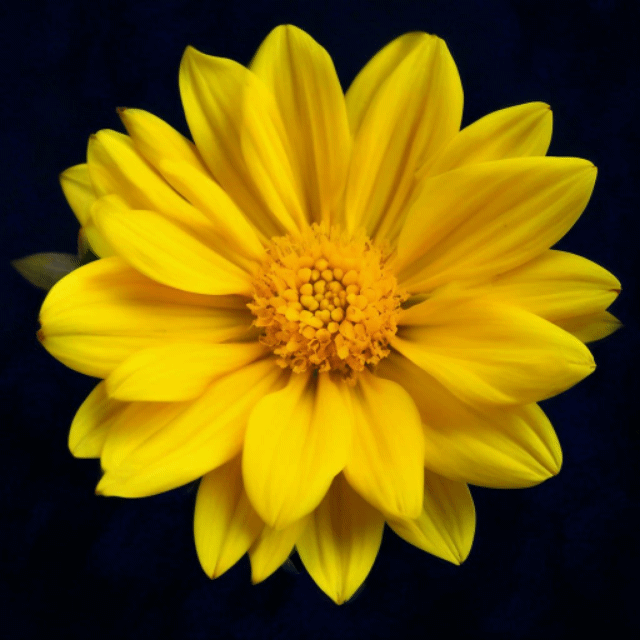 Просто жёлтый цветок Шедеврум 