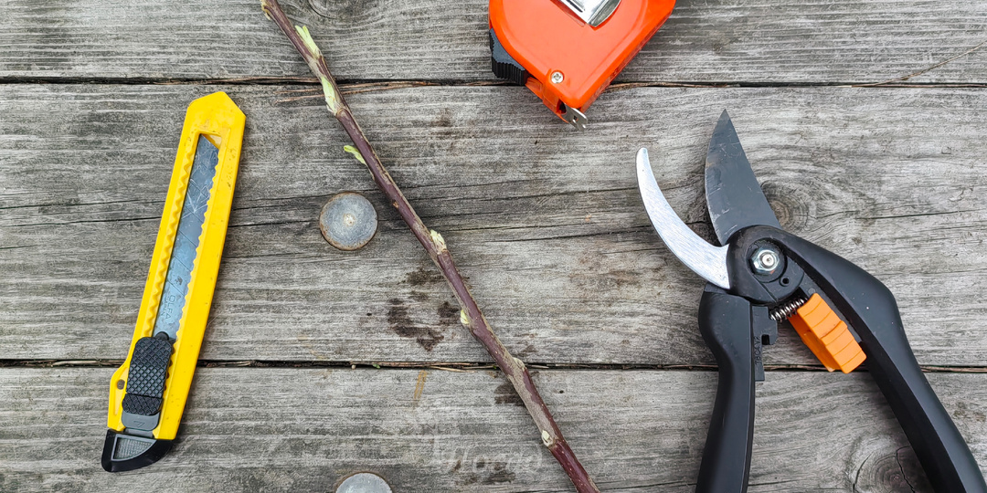 Посадил яблоню - через год придётся резать. Три ошибки, которые допускают при посадке многие дачники