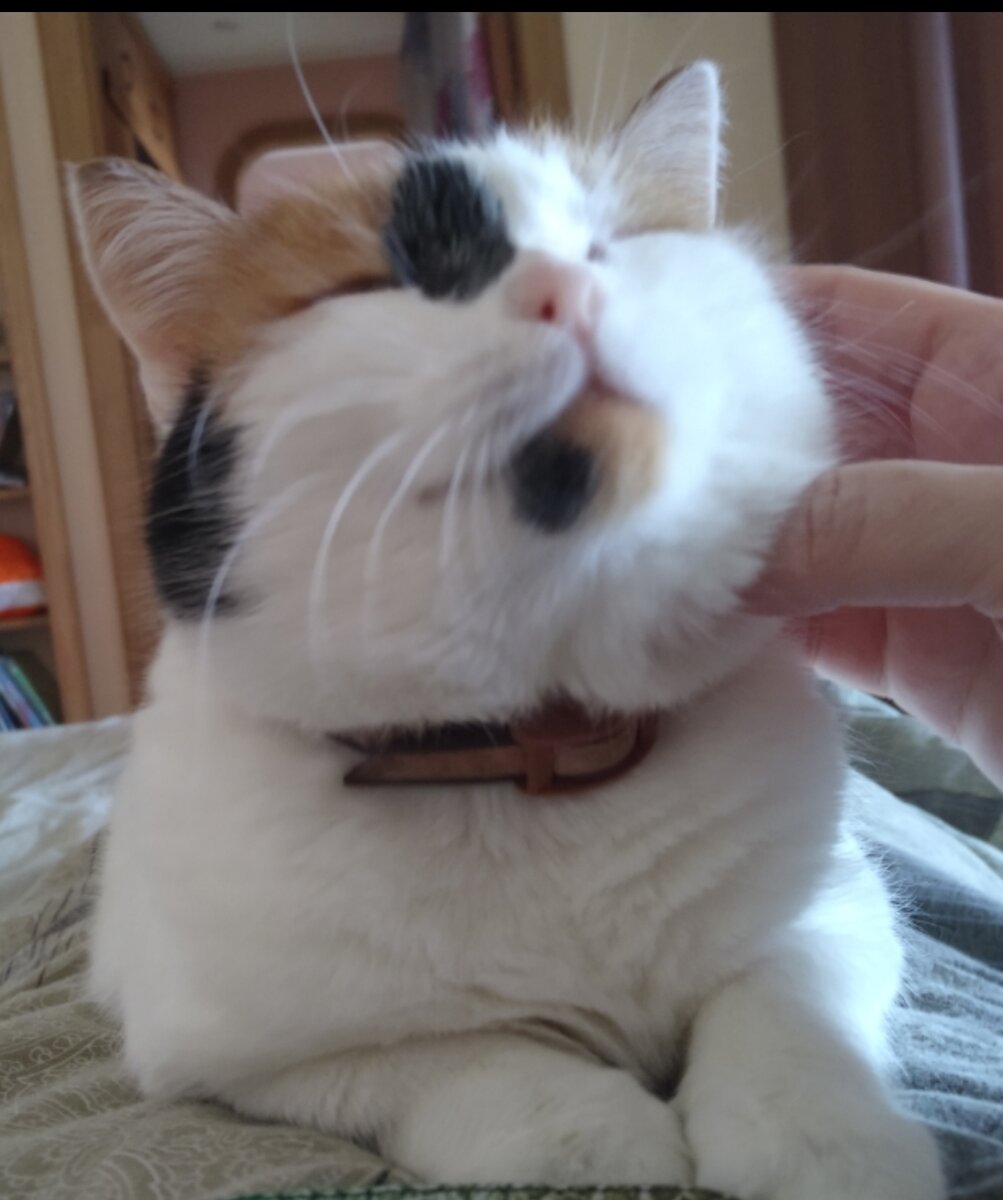 Мурочка, фото автора