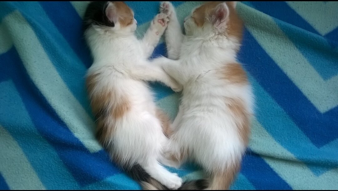 Муркины дети, фото автора 