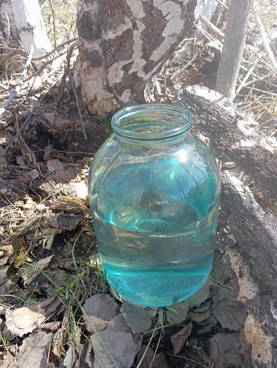 Берёзовый сок, подарок весны! 