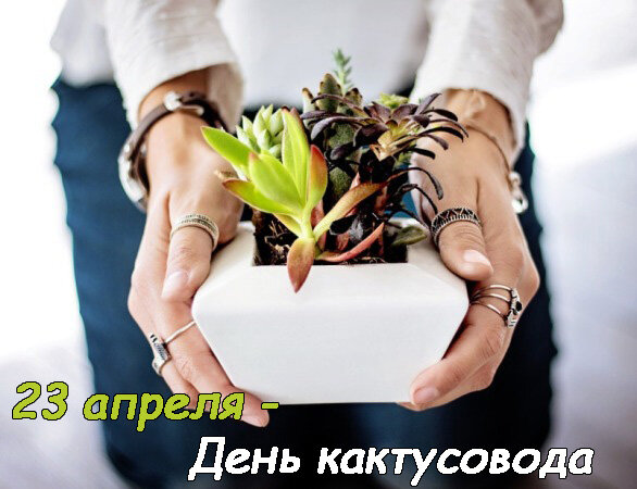 День кактусовода